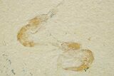 Two Cretaceous Fossil Shrimp - Lebanon #375792-1
